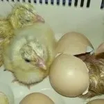 Огляд Загорської лососевої породи курей особливості виду, відгуки та фото