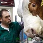 Огляд племінних биків, їх опис, фото і відео (племінних) Огляд племінних биків, їх опис, фото і відео