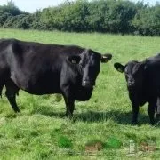 Огляд племінних биків, їх опис, фото і відео (племінних) Огляд племінних биків, їх опис, фото і відео