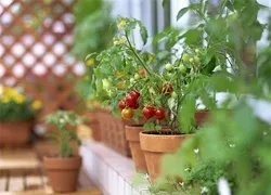Город на підвіконні своїми руками корисні хитрощі (підвіконні) Город на підвіконні своїми руками корисні хитрощі