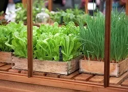 Город на підвіконні своїми руками корисні хитрощі (руками) Город на підвіконні своїми руками корисні хитрощі