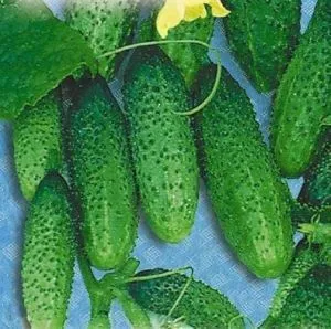 Огірки сорту - моравський корнішон (відгуки) Огірки сорту - моравський корнішон