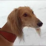 Собаки середньої азії