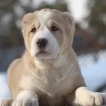 Собаки середньої азії