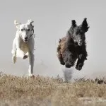 Собаки середньої азії