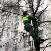 Зняти кішку з дерева