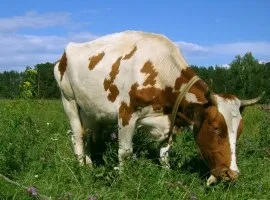 Сонник корова уві сні