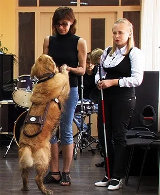 Собака, яка веде по життю (життя) Собака, яка веде по життю