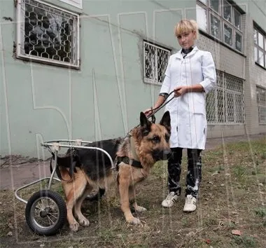 Собака на колесах