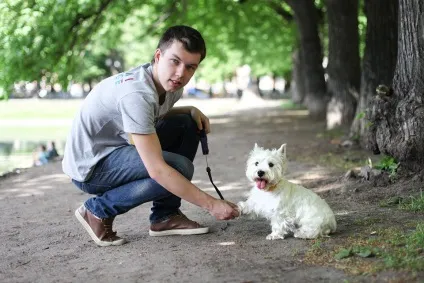 Собача робота хто прибирає за своїми вихованцями (вихованцями) Собача робота хто прибирає за своїми вихованцями