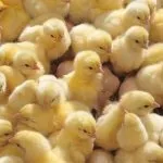 Опис породи курей редбро особливості догляду, фото- і відеоогляд (породи) Опис породи курей редбро особливості догляду, фото- і відеоогляд