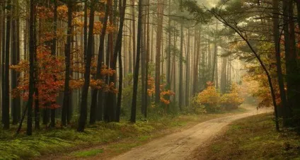 Опис осіннього лісу в яскравих фарбах (осіннього) Опис осіннього лісу в яскравих фарбах