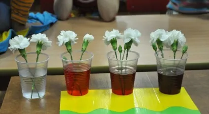 Досвід як рослини п'ють воду (воду) Досвід як рослини п'ють воду