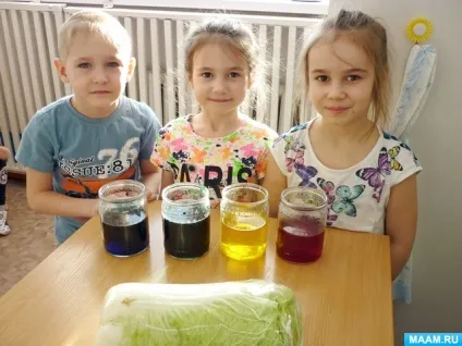 Досвід з пекінською капустою або, як п'ють рослини (дитячі садки) Досвід з пекінською капустою або, як п'ють рослини