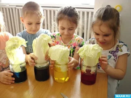 Досвід з пекінською капустою або, як п'ють рослини (гри для дошкільнят) Досвід з пекінською капустою або, як п'ють рослини