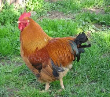 Опис породи курей редбро особливості догляду, фото- і відеоогляд (особливості) Опис породи курей редбро особливості догляду, фото- і відеоогляд