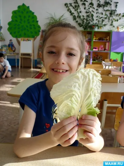 Досвід з пекінською капустою або, як п'ють рослини (досвід) Досвід з пекінською капустою або, як п'ють рослини