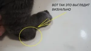 Остеохондродісплазіі у шотландських висловухих (скоттиш-фолдов) кішок, швидка ветеринарна допомога (кішок) Остеохондродісплазіі у шотландських висловухих (скоттиш-фолдов) кішок, швидка ветеринарна допомога