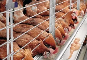 Особливості утримання курей в клітинах секрети і нюанси (клітинах) Особливості утримання курей в клітинах секрети і нюанси