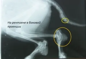 Остеохондродісплазіі у шотландських висловухих (скоттиш-фолдов) кішок, швидка ветеринарна допомога (висловухих) Остеохондродісплазіі у шотландських висловухих (скоттиш-фолдов) кішок, швидка ветеринарна допомога