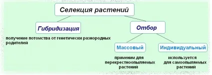 Особливості селекції, дистанційні уроки (селекції) Особливості селекції, дистанційні уроки