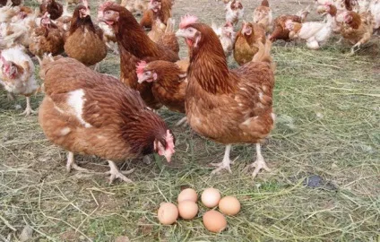 Особливості утримання курей в клітинах секрети і нюанси (породи курей для кліткового утримання) Особливості утримання курей в клітинах секрети і нюанси