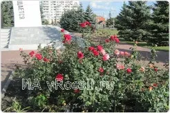 Про життя - понаїхали - в Бровари