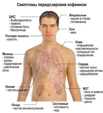 Звідки тіло бере енергію - зожнік (звідки) Звідки тіло бере енергію - зожнік