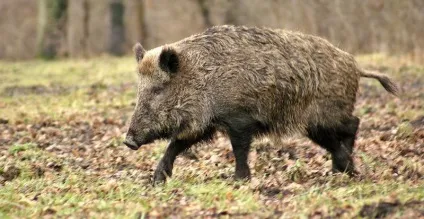 Полювання на кабана восени з підходу (підходу) Полювання на кабана восени з підходу