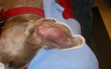 Отогематома у собаки загальні відомості, лікування та профілактика (відомості) Отогематома у собаки загальні відомості, лікування та профілактика