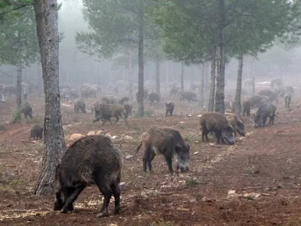 Полювання на кабана восени з підходу (полювання) Полювання на кабана восени з підходу