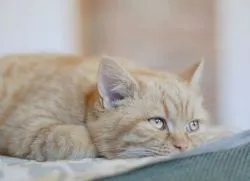 Піна з рота у кішки