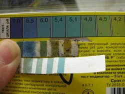 Пересадка орхідеї фаленопсис
