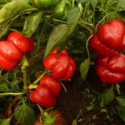 Перець ратунда опис і характеристика сорту, фото, вирощування (перець) Перець ратунда опис і характеристика сорту, фото, вирощування