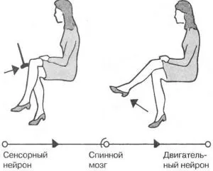 Пателлярний (колінний) рефлекс схема будови рефлекторної дуги, опис (колінний рефлекс опис) Пателлярний (колінний) рефлекс схема будови рефлекторної дуги, опис