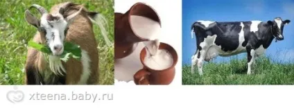 Парне молоко, козяче і коров'яче (коров'яче) Парне молоко, козяче і коров'яче