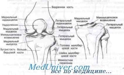 Переломи виростків великогомілкової кістки (переломи виростків великогомілкової кістки) Переломи виростків великогомілкової кістки