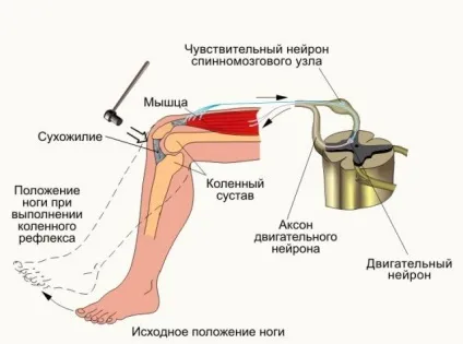 Пателлярний (колінний) рефлекс схема будови рефлекторної дуги, опис (рефлекс) Пателлярний (колінний) рефлекс схема будови рефлекторної дуги, опис