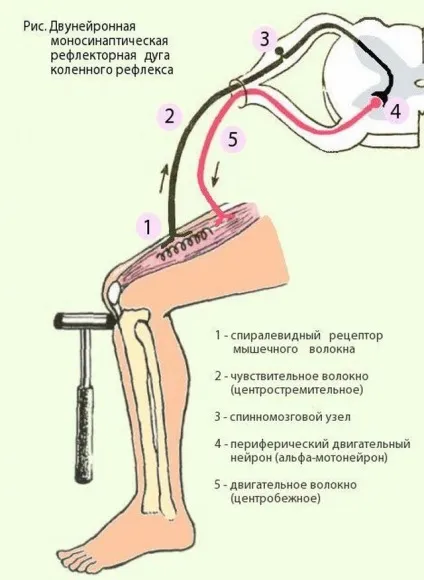 Пателлярний (колінний) рефлекс схема будови рефлекторної дуги, опис (колінний рефлекс опис) Пателлярний (колінний) рефлекс схема будови рефлекторної дуги, опис