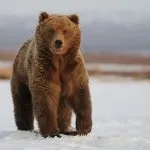 харчування ведмедів