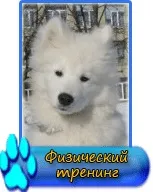 Пес рано будить вас