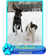 Пес рано будить вас