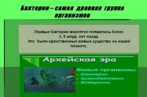 Перші бактерії на землі коли з'явилися, скільки років тому