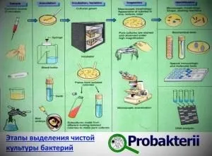 Живильне середовище для бактерій зростання і культивування в мікробіології (зростання) Живильне середовище для бактерій зростання і культивування в мікробіології