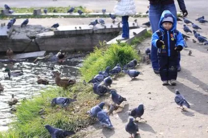 Пікнік по-англійськи