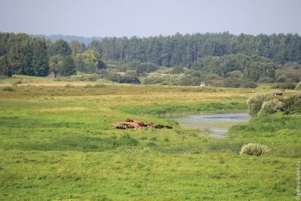 Перше знайомство з Пушкіногорья (Пушкіногорья) Перше знайомство з Пушкіногорья