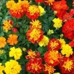 Чому не цвітуть чорнобривці що робити погано цвітуть чорнобривці (чорнобривці) Чому не цвітуть чорнобривці що робити погано цвітуть чорнобривці