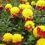Чому не цвітуть чорнобривці що робити погано цвітуть чорнобривці (погано) Чому не цвітуть чорнобривці що робити погано цвітуть чорнобривці
