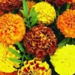 Чому не цвітуть чорнобривці що робити погано цвітуть чорнобривці (цвітуть) Чому не цвітуть чорнобривці що робити погано цвітуть чорнобривці