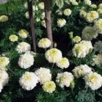 Чому не цвітуть чорнобривці що робити погано цвітуть чорнобривці (чому) Чому не цвітуть чорнобривці що робити погано цвітуть чорнобривці